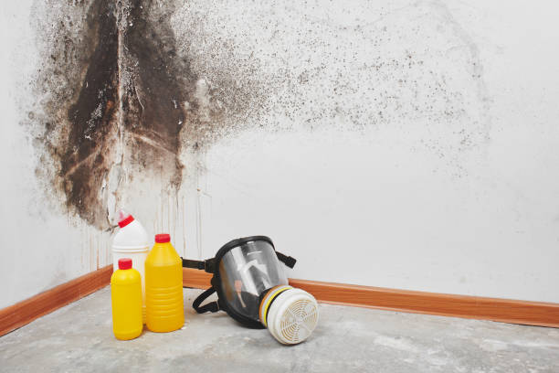 Best Attic Mold Remediation in Gardende, AL